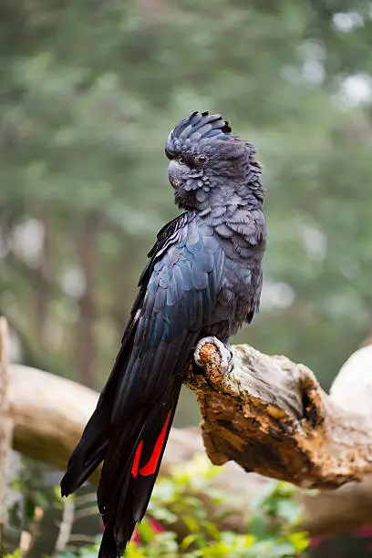 A portrait photo of red-tailed black cockatoo.