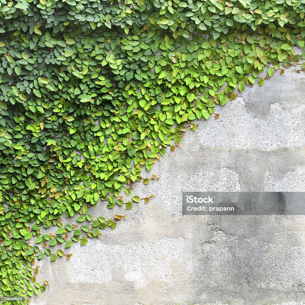 The Green Creeper Plant on a Wall Architecture Stock Photo