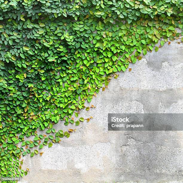 The Green Creeper Plant On A Wall Stock Photo - Download Image Now - Architecture, Artificial, Backgrounds