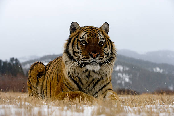 istock Siberian tiger, Panthera tigris altaica 450668325