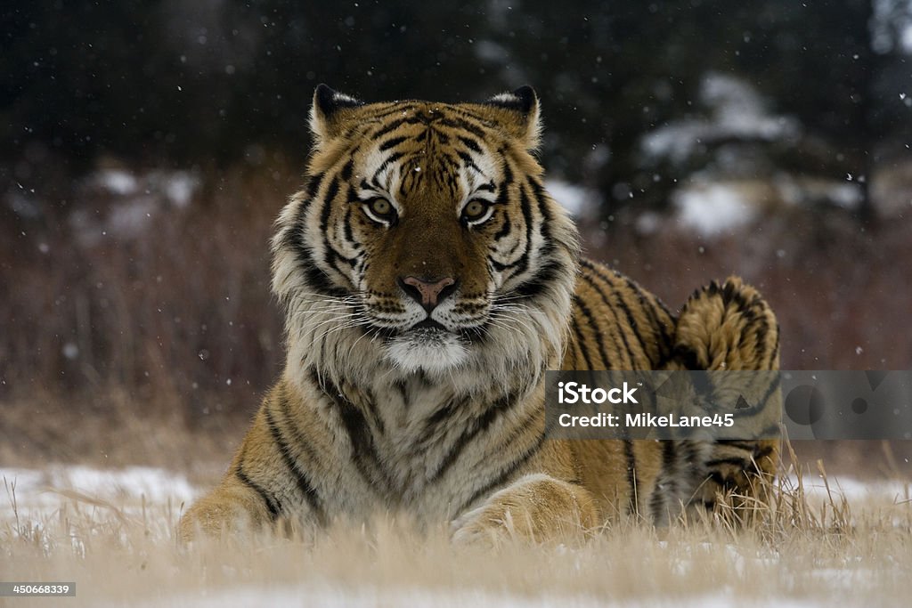 Siberian tiger, Panthera tigris altaica Siberian tiger, Panthera tigris altaica, single cat in snow, captive Animal Stock Photo