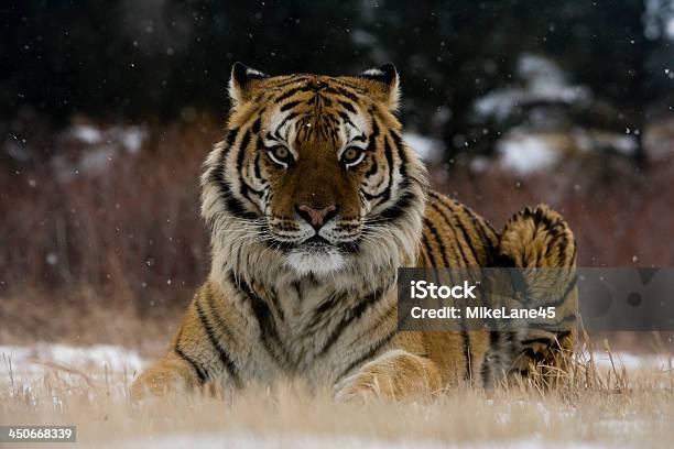 Siberian Tiger Panthera Tigris Altaica Stock Photo - Download Image Now - Animal, Animal Wildlife, Animals Hunting