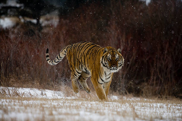 istock Siberian tiger, Panthera tigris altaica 450668347