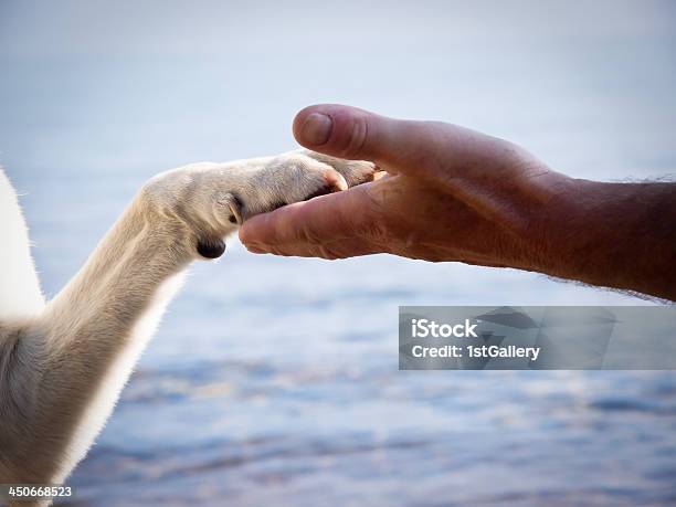 Paw In Hand Stock Photo - Download Image Now - Dog, Holding Hands, Affectionate