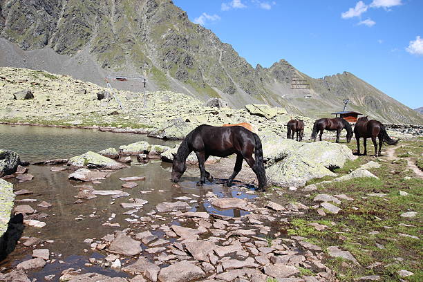 cavalos no lago alpino, schwarzmoos, kuehtai, tirol, áustria - horse herd togetherness connection imagens e fotografias de stock