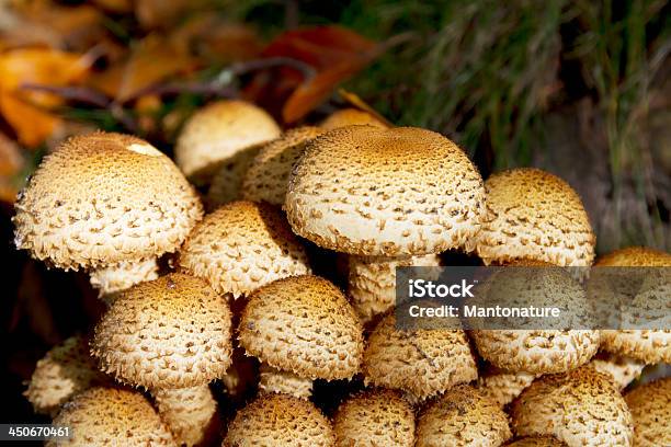 Shaggy Scalycap Stock Photo - Download Image Now - Autumn, Beauty In Nature, Beech Tree