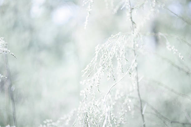 istock Nature Backgrounds: Thistles growing in winter meadow. 450671039