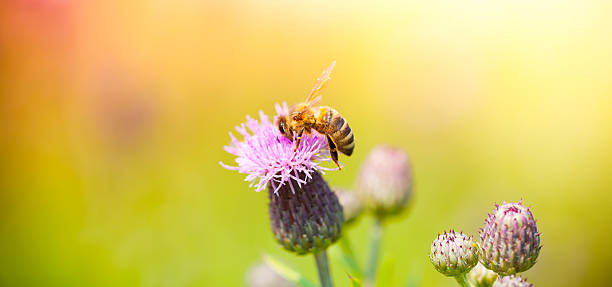 istock Honey Bee pollinating plant in meadow 450672165