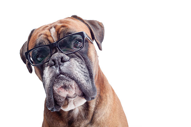 Perro Boxer anteojos - foto de stock