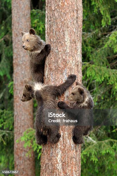 Photo libre de droit de Ours Brun banque d'images et plus d'images libres de droit de Arbre - Arbre, Ourson, Ours