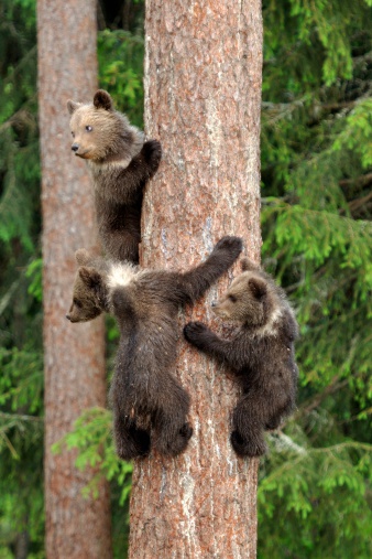 Brown Bears in the wild (Finland)
