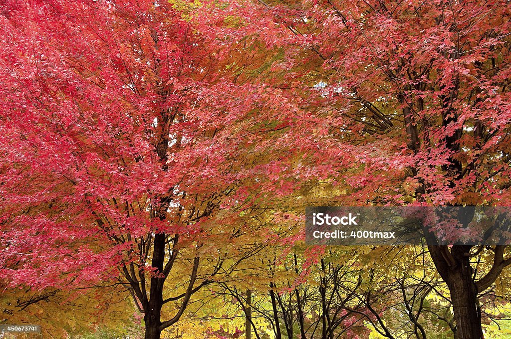 Folhagem de outono colorido - Foto de stock de Amarelo royalty-free