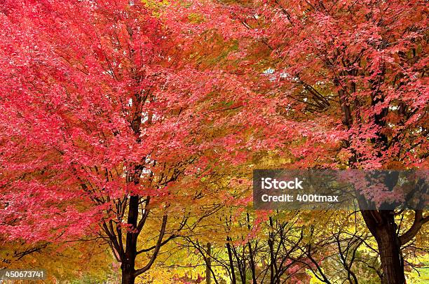 Foto de Folhagem De Outono Colorido e mais fotos de stock de Amarelo - Amarelo, Beleza natural - Natureza, Centro-oeste dos Estados Unidos
