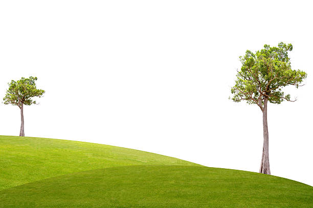 istock Irvingia malayana tree and green grass on isolated white background 450674879