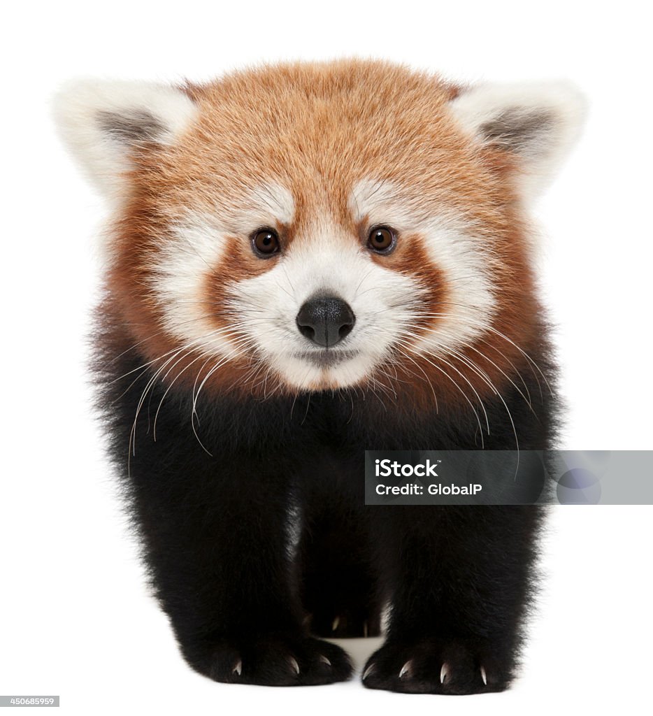 Young red panda isolated on white Young Red panda or Shining cat, Ailurus fulgens, 7 months old, in front of white background Red Panda Stock Photo