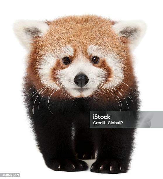 Young Red Panda Isolated On White Stock Photo - Download Image Now - Red Panda, Young Animal, White Background