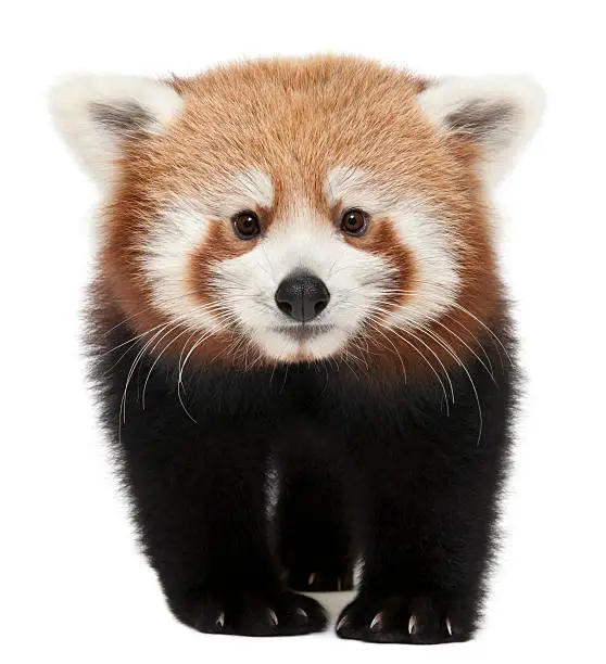 Photo of Young red panda isolated on white