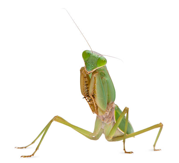 istock Female Praying Mantis, Rhombodera Basalis 450686209