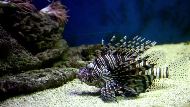 Underwater exotic fish