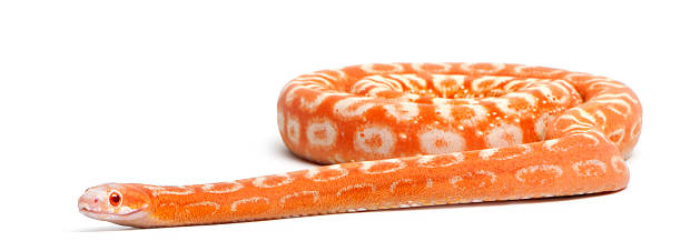 istock Scaleless Corn Snake, Pantherophis Guttatus 450702195