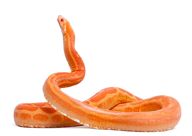 istock Scaleless Corn Snake, Pantherophis Guttatus 450702199