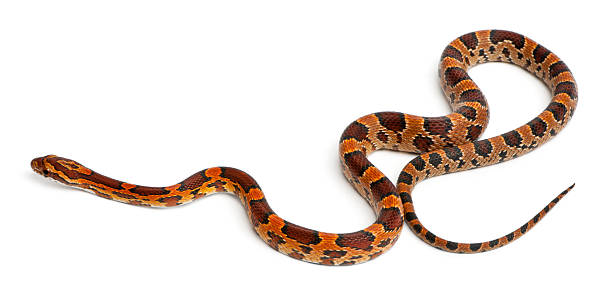 istock Scaleless Corn Snake, Pantherophis Guttatus 450702209