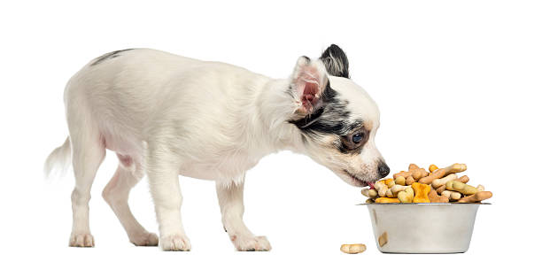 istock Chihuahua puppy eating dog biscuits from a bowl 450702257