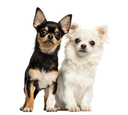 Chihuahua puppies next to each other, looking at the camera, isolated on white