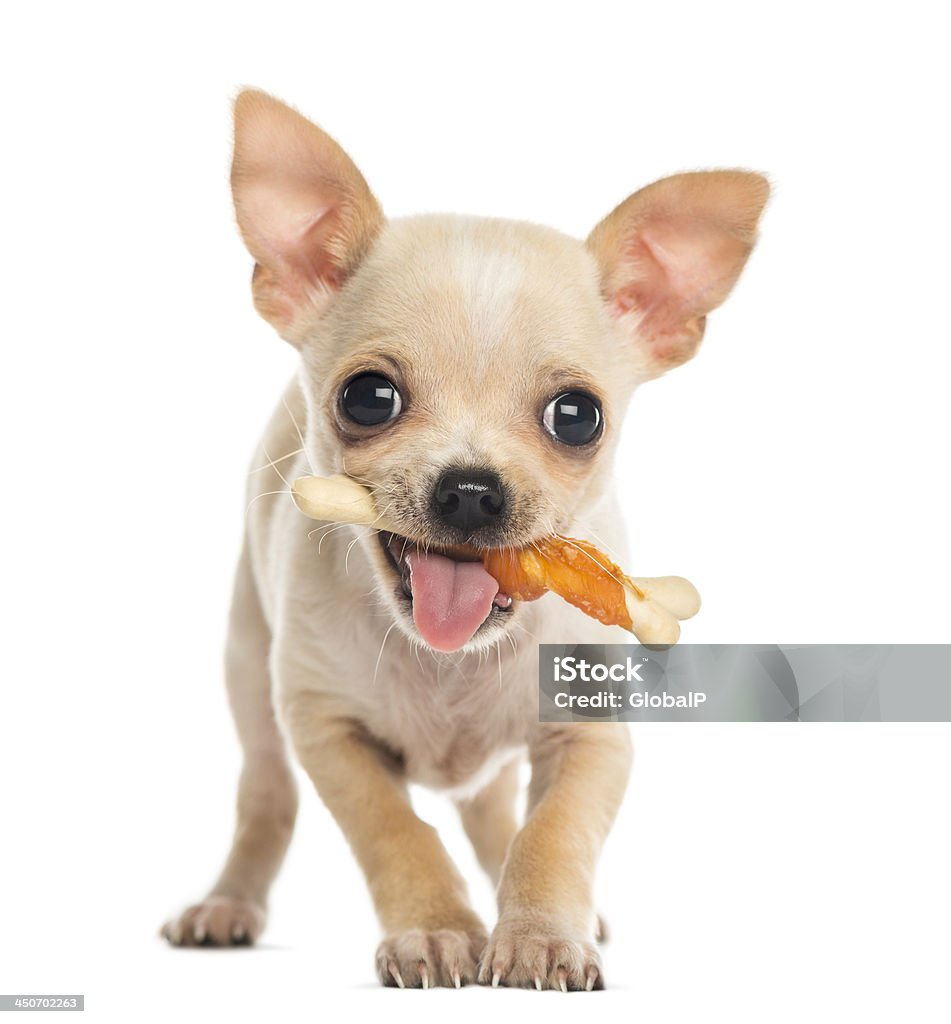 Chihuahua cachorro frente con los huesos en la boca - Foto de stock de Hueso para perro libre de derechos