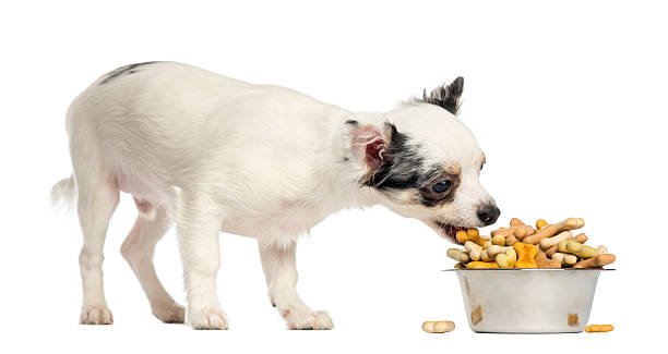 istock Chihuahua puppy eating dog biscuits from a bowl 450702275