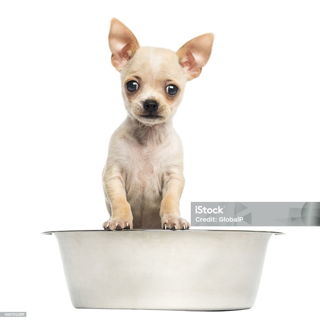 Chihuahua cucciolo in una grande Ciotola del cane, isolato su bianco - Foto stock royalty-free di Cane