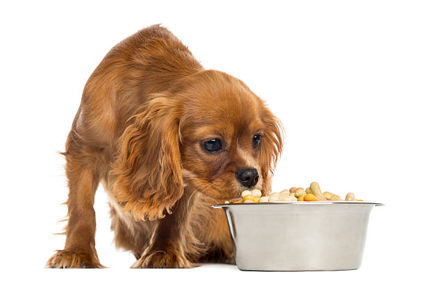 istock Cavalier King Charles Spaniel puppy eating from a bowl 450702349
