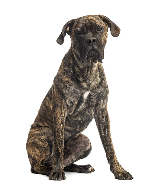 istock Cane Corso sitting, 8 months old, isolated on white 450702353