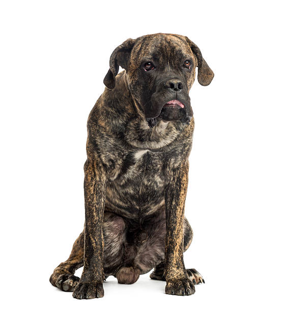 istock Cane Corso sitting, 8 months old, isolated on white 450702373