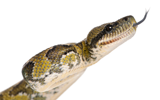 Close-up of Boa manditra, Sanzinia madagascariensis, 2 years old, in front of white background