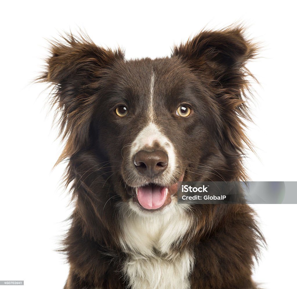 Close-up of a Border Collie jadear, 9 meses de edad - Foto de stock de Fondo blanco libre de derechos