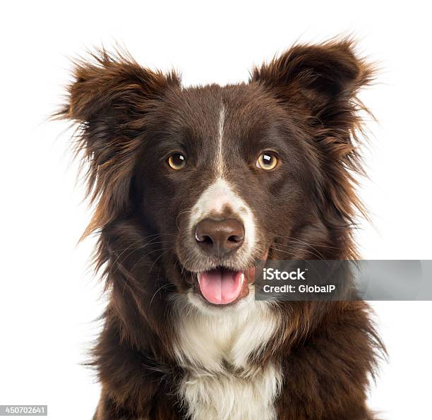 Closeup Of A Border Collie Jadear 9 Meses De Edad Foto de stock y más banco de imágenes de Fondo blanco