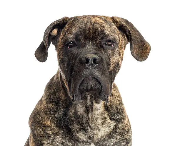 Close-up of a Cane Corso, 8 months old, isolated on white