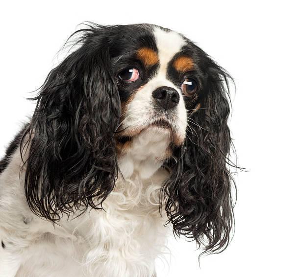 istock Close-up of a Cavalier King Charles Spaniel, 5 years old 450702695
