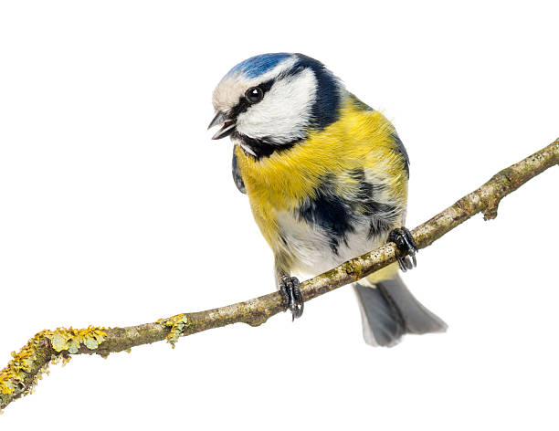 istock Wistling Blue Tit perched on a branch, Cyanistes caeruleus 450702757