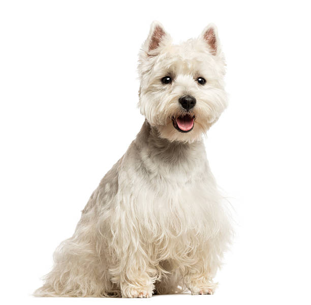 istock West Highland White Terrier panting, sitting, 18 months old 450702769