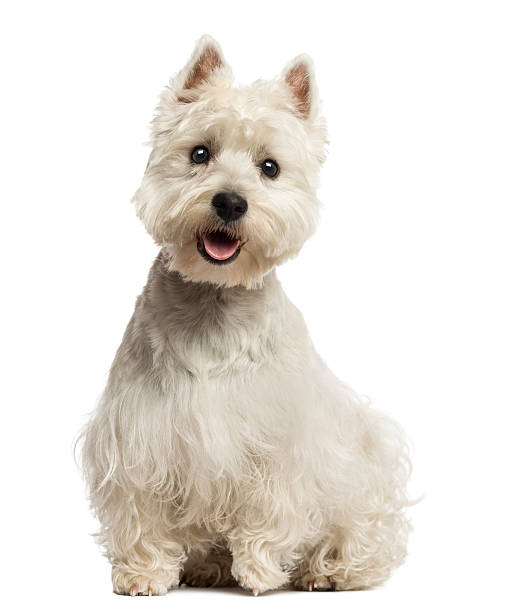 istock West Highland White Terrier panting, sitting, 18 months old 450702841