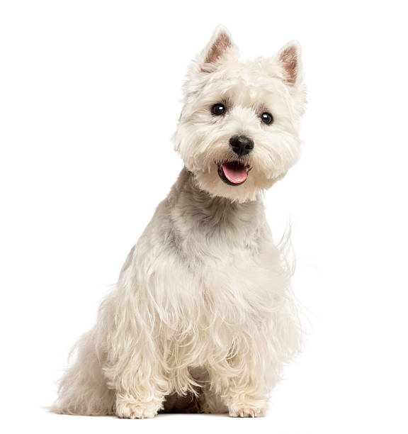 terrier branco west highland panting, sentado, de 18 meses - westy - fotografias e filmes do acervo