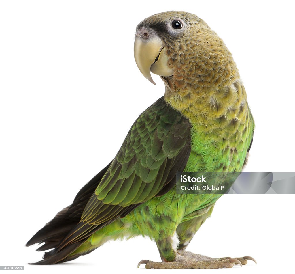 A year old cape parrot, Poicephalus robustus Cape Parrot, Poicephalus robustus, 1 year old, in front of white background Parrot Stock Photo