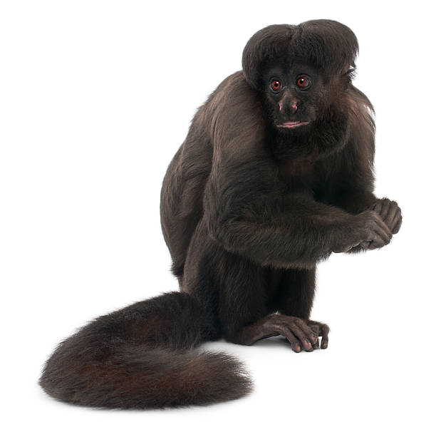 istock Black Bearded Saki, Chiropotes satanas, 6 years old 450702967