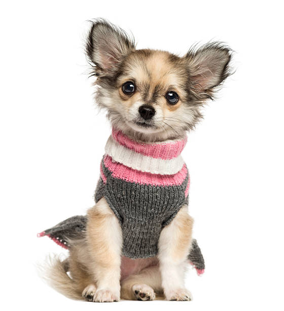 istock Dressed up Chihuahua puppy sitting, 3 months old 450703039