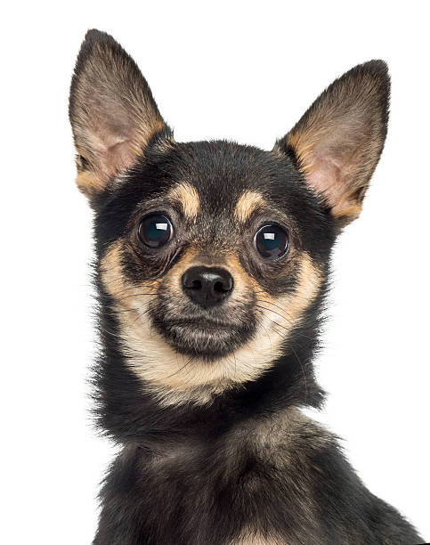 istock Close-up a Chihuahua, isolated on white 450703111