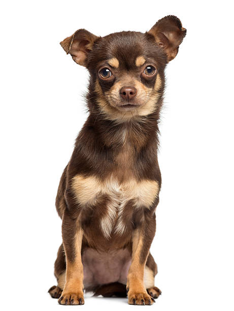 istock Chihuahua sitting, looking at the camera, 13 months old 450703255