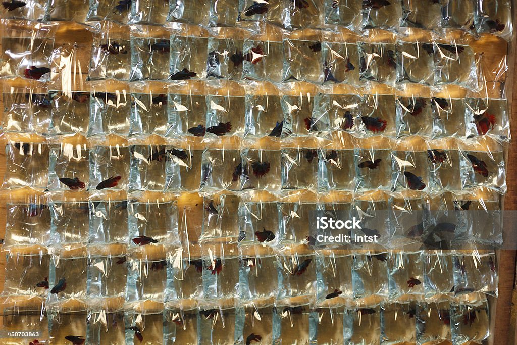Peixe sacos de plástico - Foto de stock de Animal de estimação royalty-free
