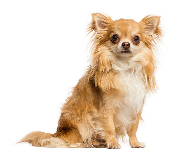 istock Chihuahua sitting, facing, 18 months old, isolated on white 450704281